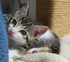 Kiki (3)